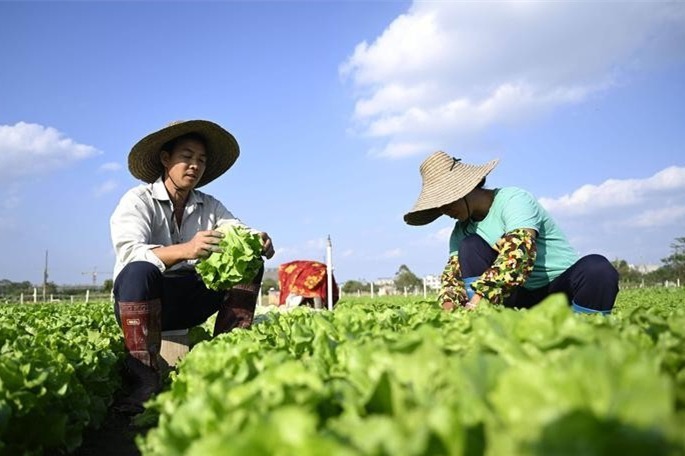 2024年7月21日全国农产品供应信息种植户、代办站收购信息