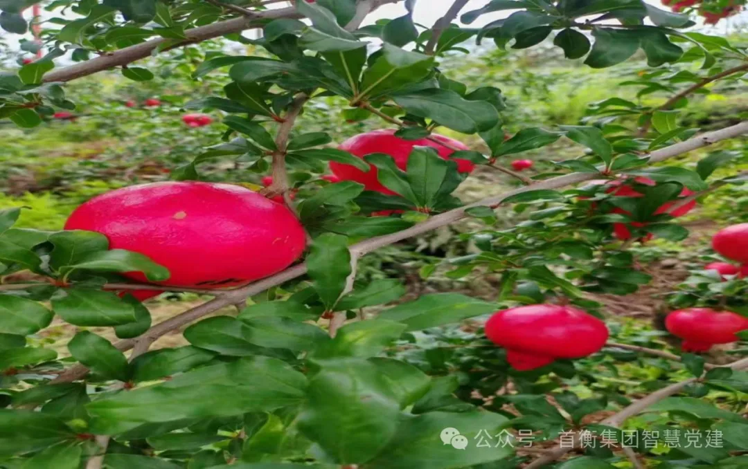常德项目多措并举抓冷链物流专线和产地对接