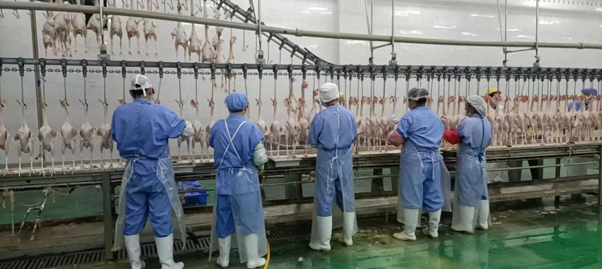 纳雍县百凤屠宰冷链物流有限责任公司产业发展见闻