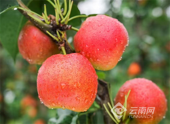 云南红梨富民增收