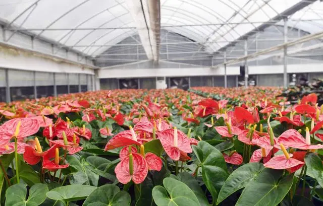 中国国际农产品交易会将首次在广州举办