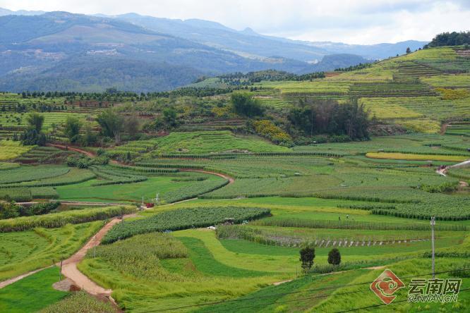 普洱西盟无筋豆丰收采摘