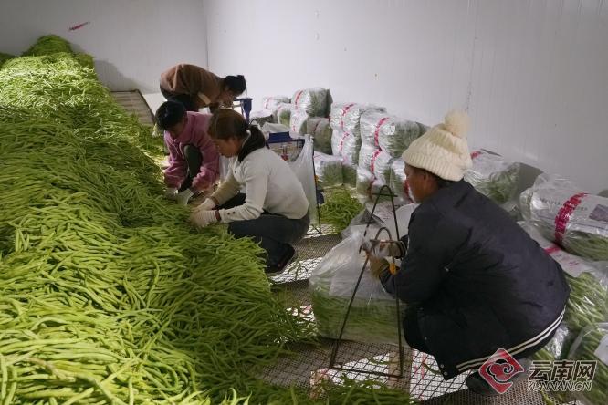 普洱西盟无筋豆丰收采摘