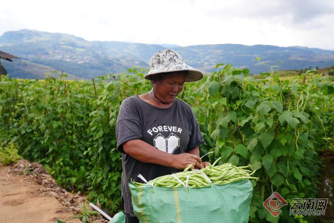 普洱西盟无筋豆丰收采摘