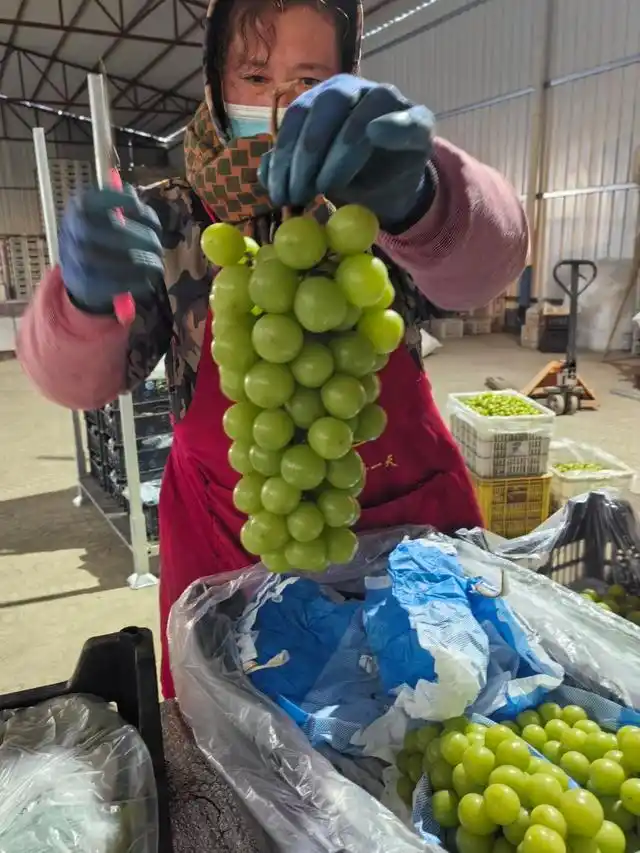 水果女王的秘密:冷库1000吨库存,只为春节市场的闪耀