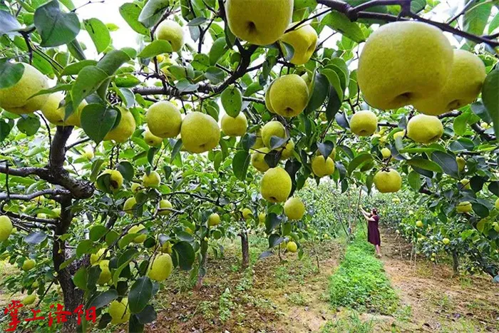 嵩县新增两个全国名特优新农产品