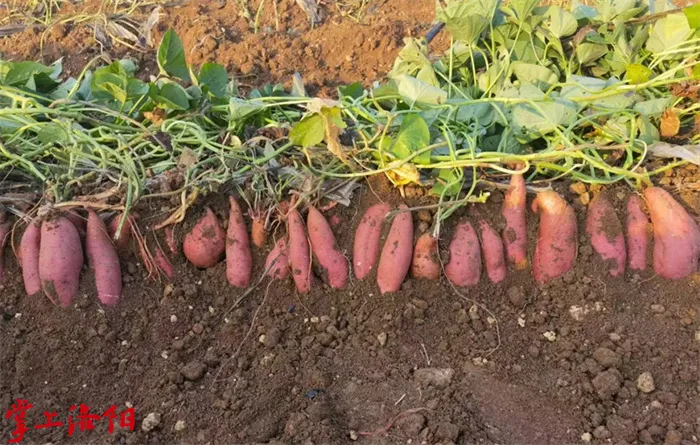 嵩县新增两个全国名特优新农产品