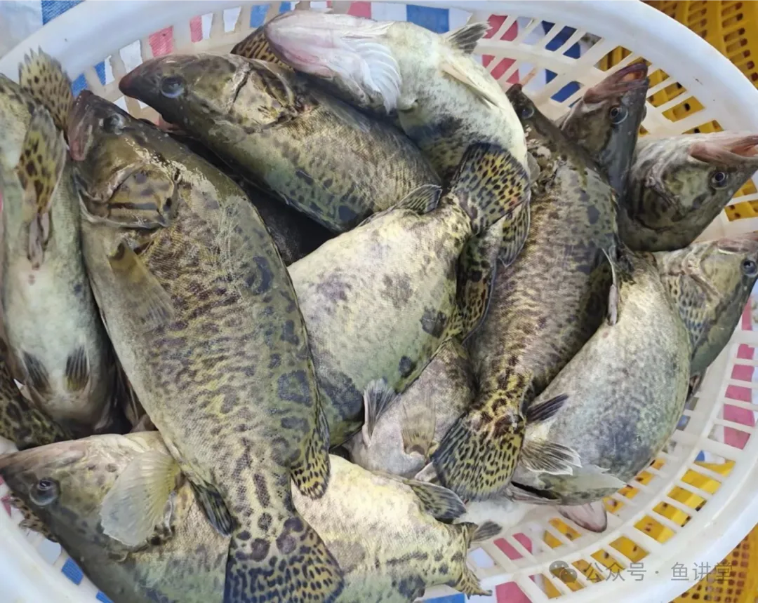 高明鳜鱼