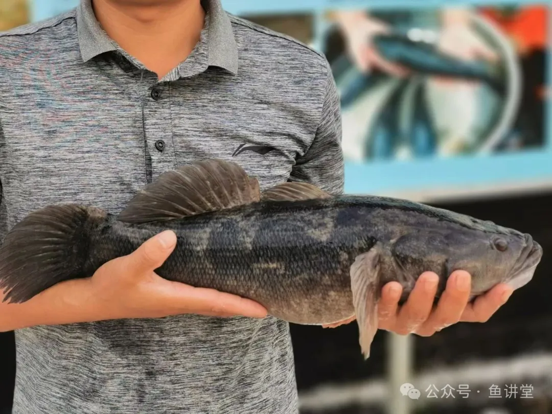 高明笋壳鱼